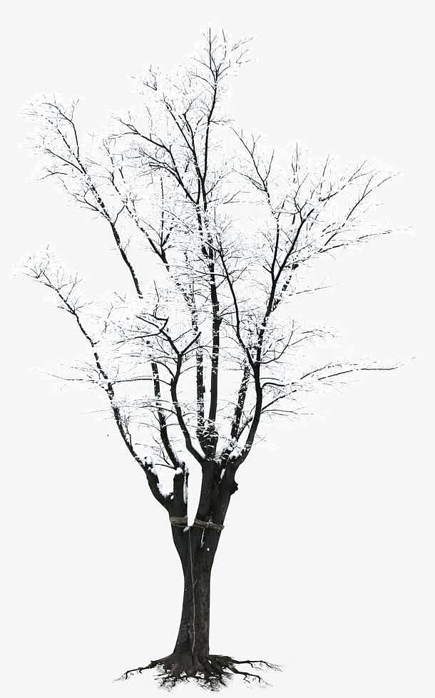 高清摄影创意海报素材雪花树枝