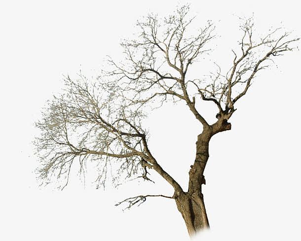 高清摄影冬天的树木
