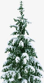 冬天被雪花压着的松树