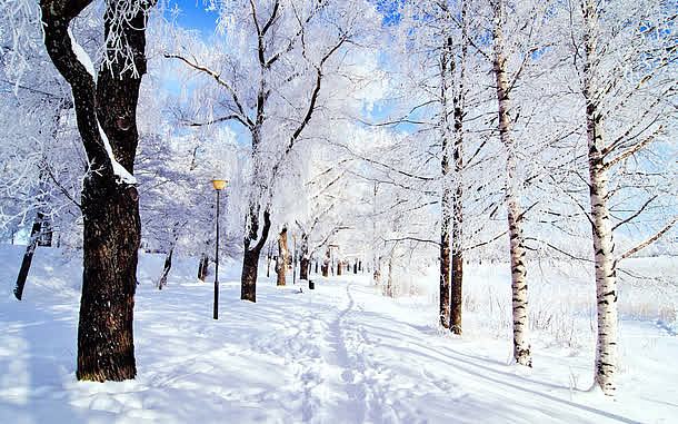 梦幻冬季雪景树林