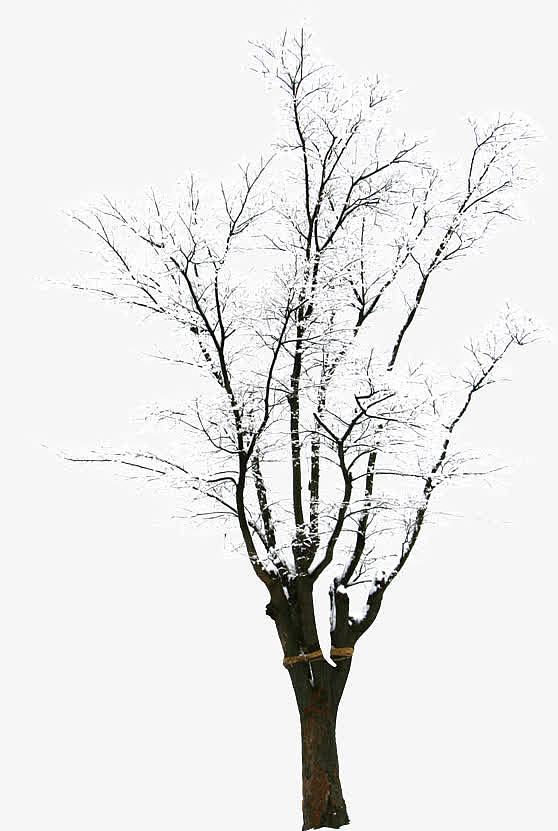 冬天创意合成冬天树木