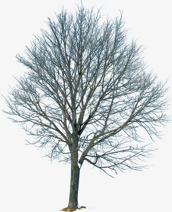 树枝风景素材图片