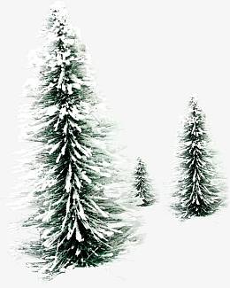 高清摄影冬天的松树圣诞树效果