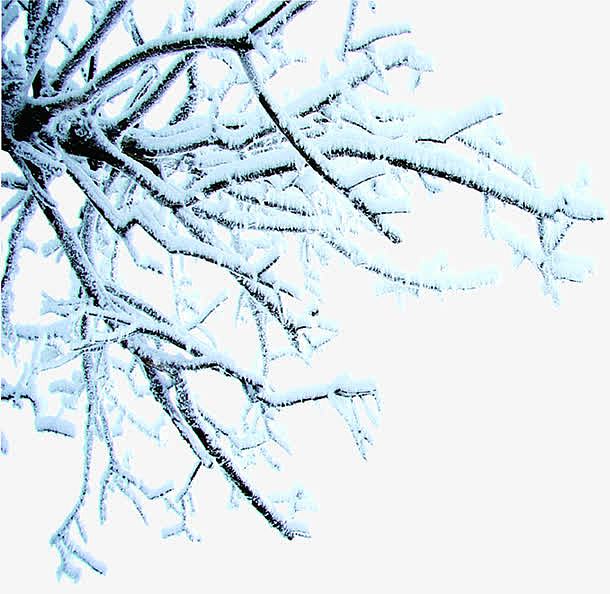 高清摄影冬天的树木雪花元素