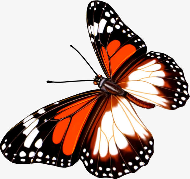 黄色斑点夏季蝴蝶