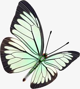 蓝色绚丽设计蝴蝶