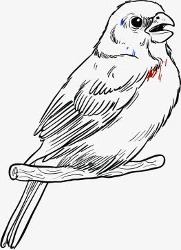 手绘黑色线条小鸟