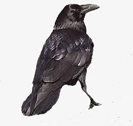 黑色羽毛高清小鸟侧面高清