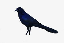 黑色羽毛高清小鸟侧面高清装饰