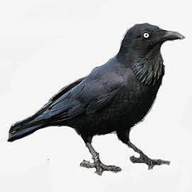 黑色创意鸟儿手绘设计