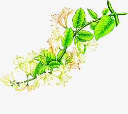 白色金银花植物手绘