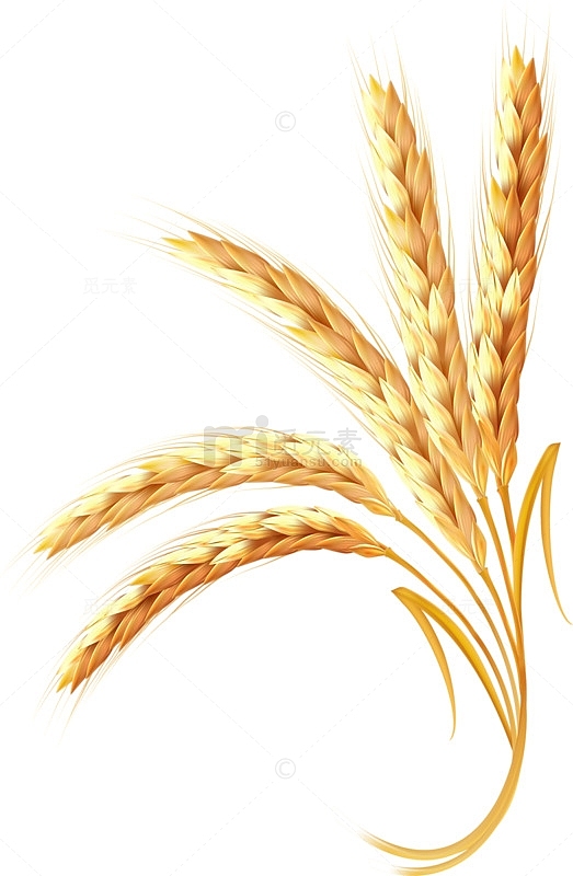 秋季麦子png素材