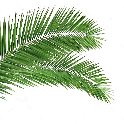 棕榈树叶png素材