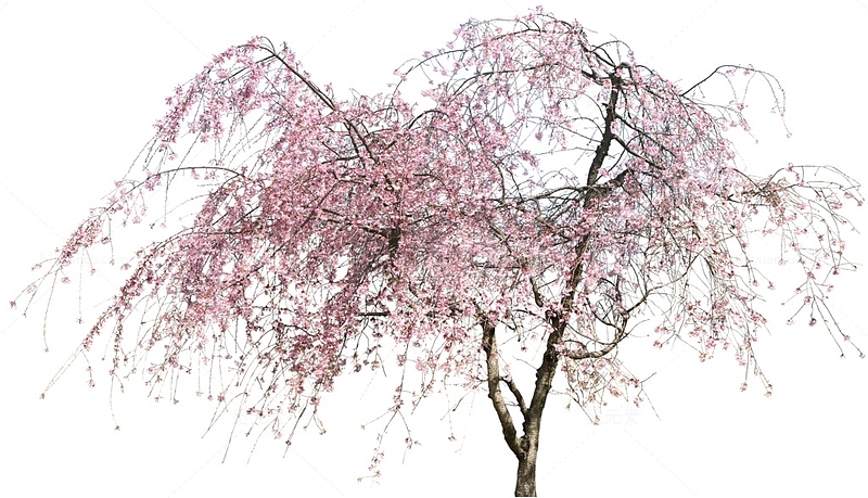 桃树 桃花 立面树
