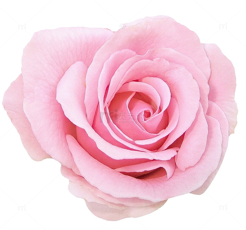 粉红玫瑰花花朵