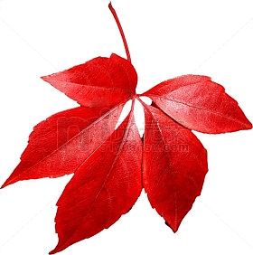 红色叶子枫叶