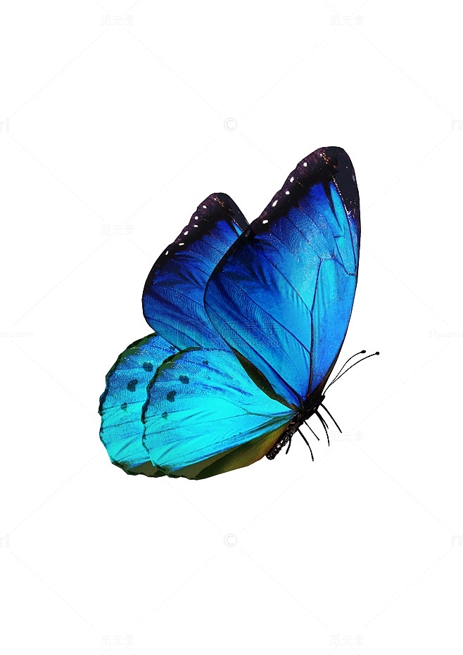 蓝色蝴蝶动物素材