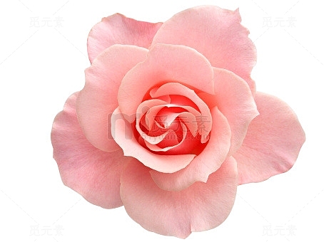 粉色玫瑰花花瓣植物花朵