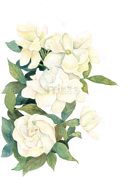 白色花朵手绘牡丹花