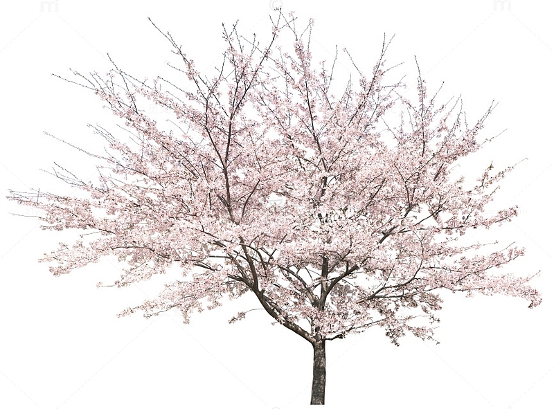 樱花树免抠图片
