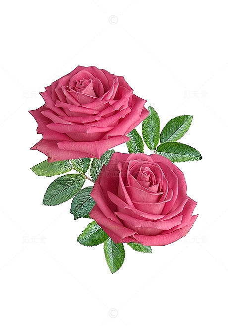 红色玫瑰花透明花朵