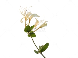 金银花花枝花朵