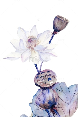 白色莲花莲蓬手绘植物素材