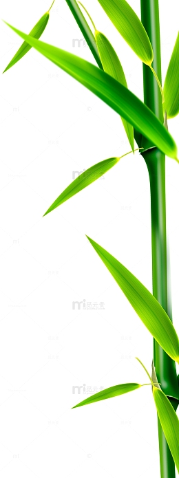 竹叶竹子端午节装饰