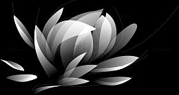 白色透明莲花花瓣