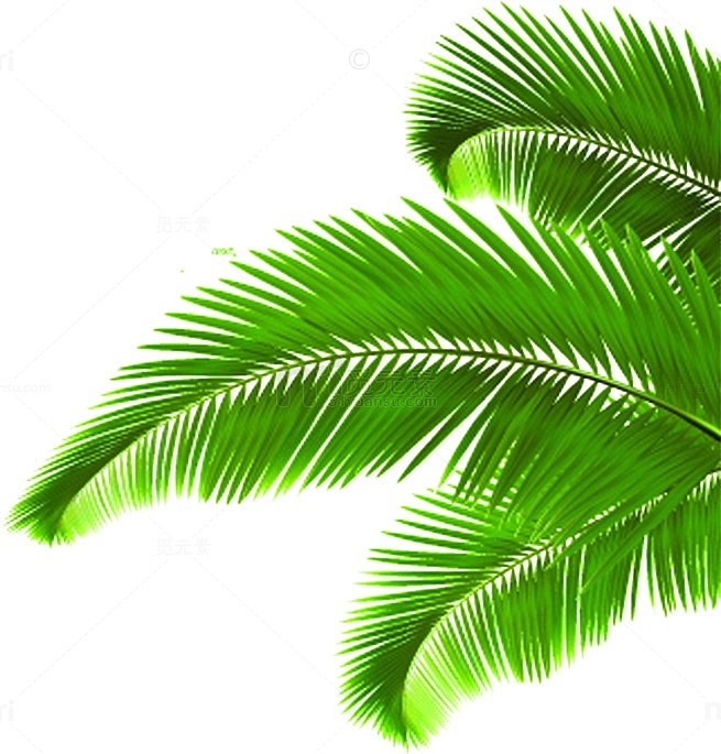 椰树树叶绿叶素材夏日