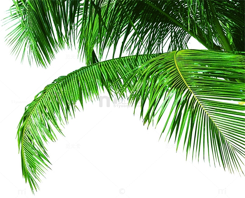 伸展的椰子树叶