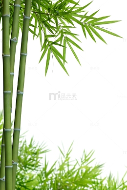 绿色竹子植物
