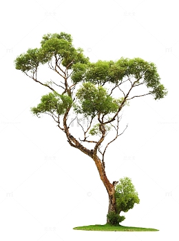 一棵常青松树