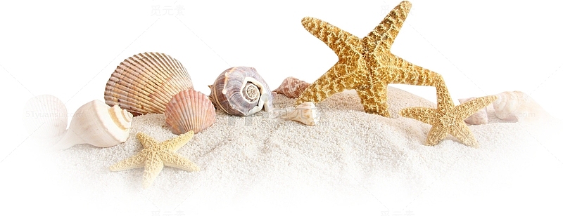海星海螺沙滩
