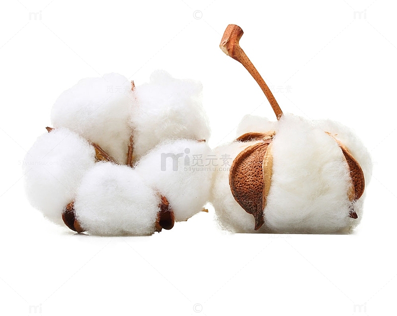 成熟的白棉花