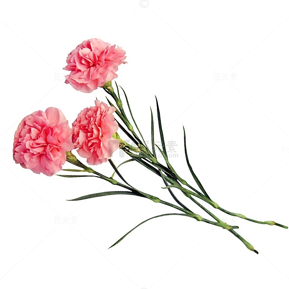 粉色康乃馨花枝