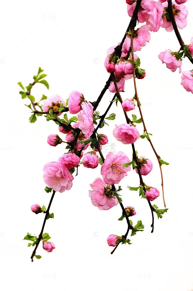 粉色桃花盛开图