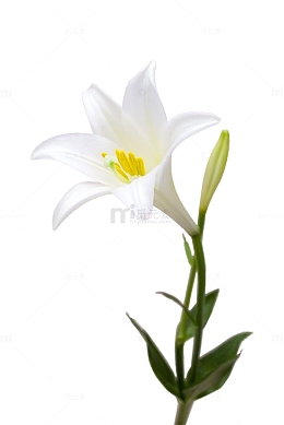 白色百合花卉盛开