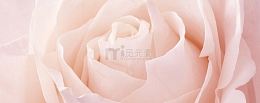 大气粉色玫瑰花海报背景