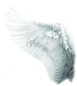 展开的白色羽毛翅膀七夕情人节