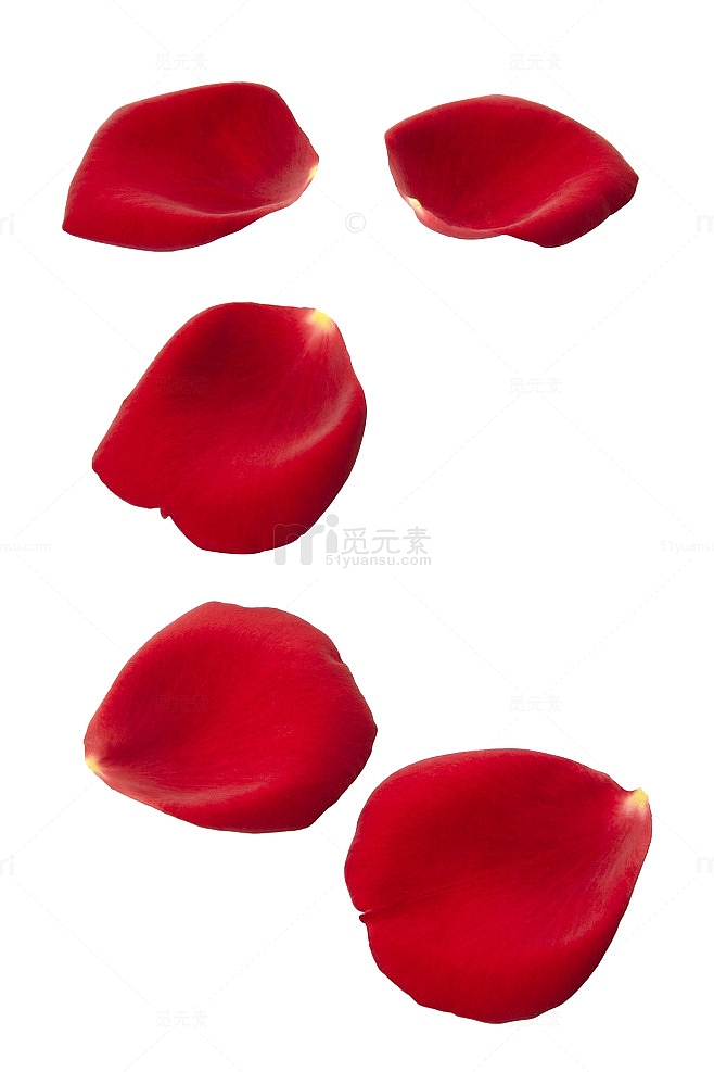 新鲜红色玫瑰花瓣