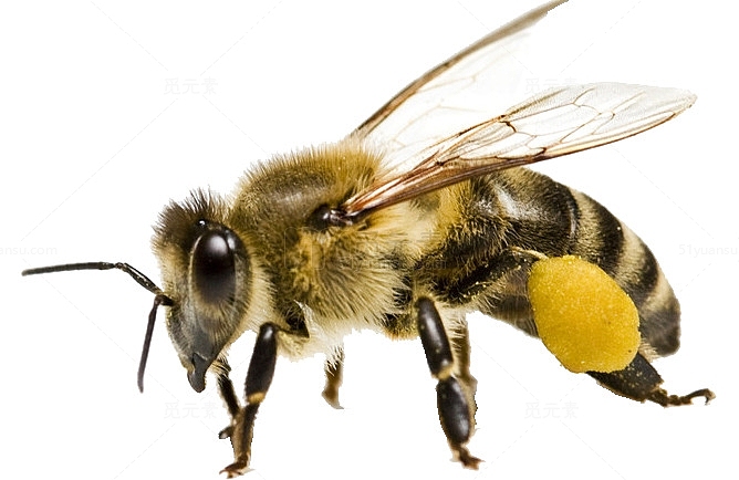 蜜蜂图片素材