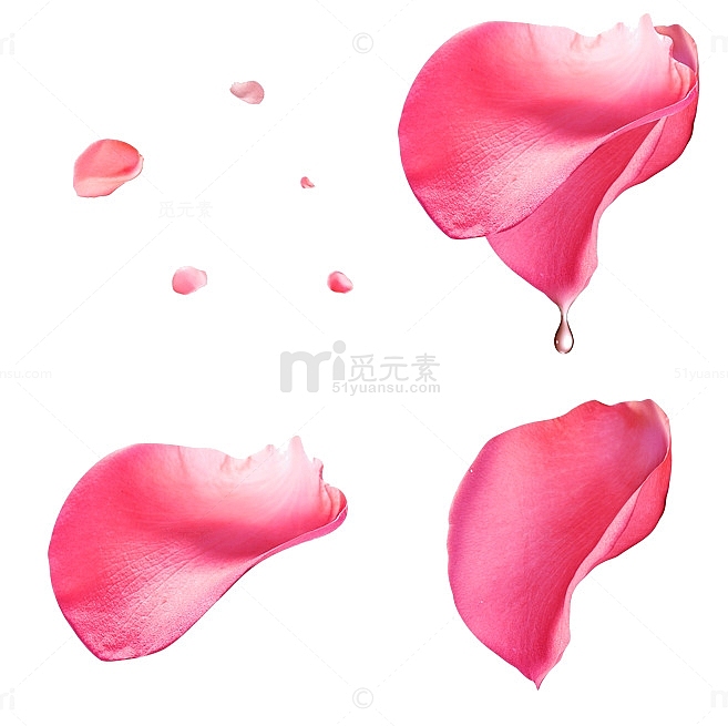 梦幻浪漫的粉色水滴玫瑰花瓣