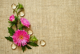 水珠与菊花