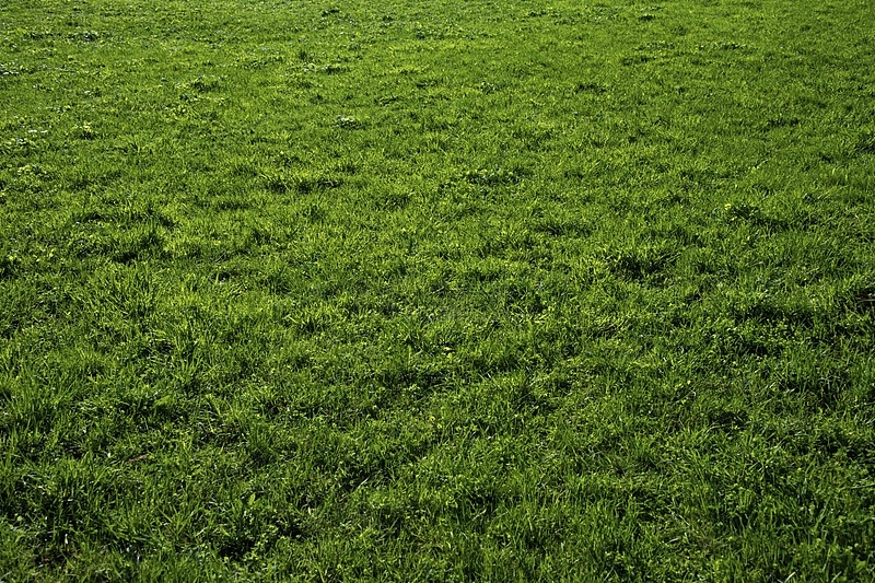 草坪摄影