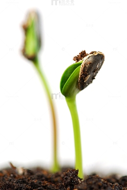 刚漏同头的豆芽