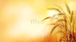 金色麦穗