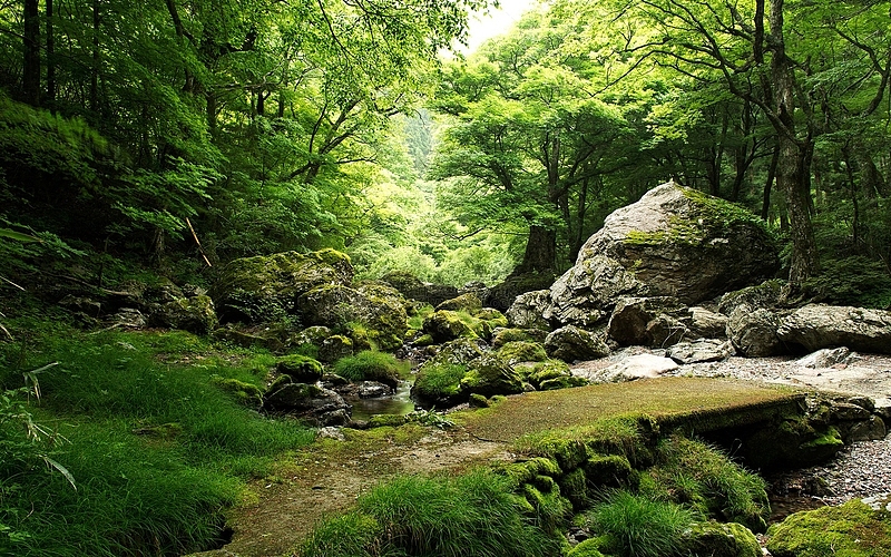 绿色森林埯的山山水水