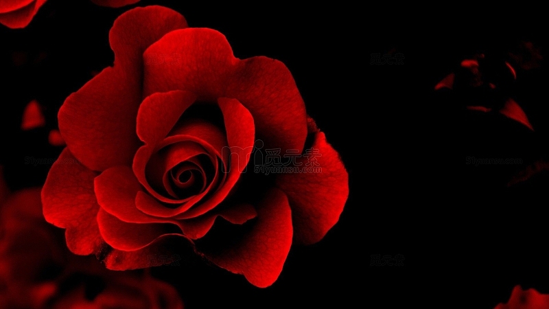 黑暗中的红色玫瑰海报背景