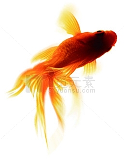 红色游动锦鲤图片